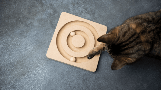 Comment stimuler son chat d’intérieur et éviter l’ennui - Kittyshop