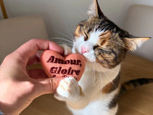 Créer une boutique pensée par et pour les amoureux des chats