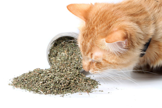 Pourquoi l’herbe à chat rend les chats si heureux ? - Kittyshop